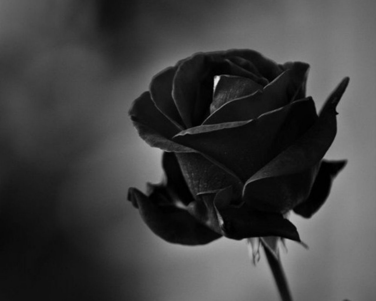 Black Rose Abstract #Wallpaper - Fondos de pantalla HD
