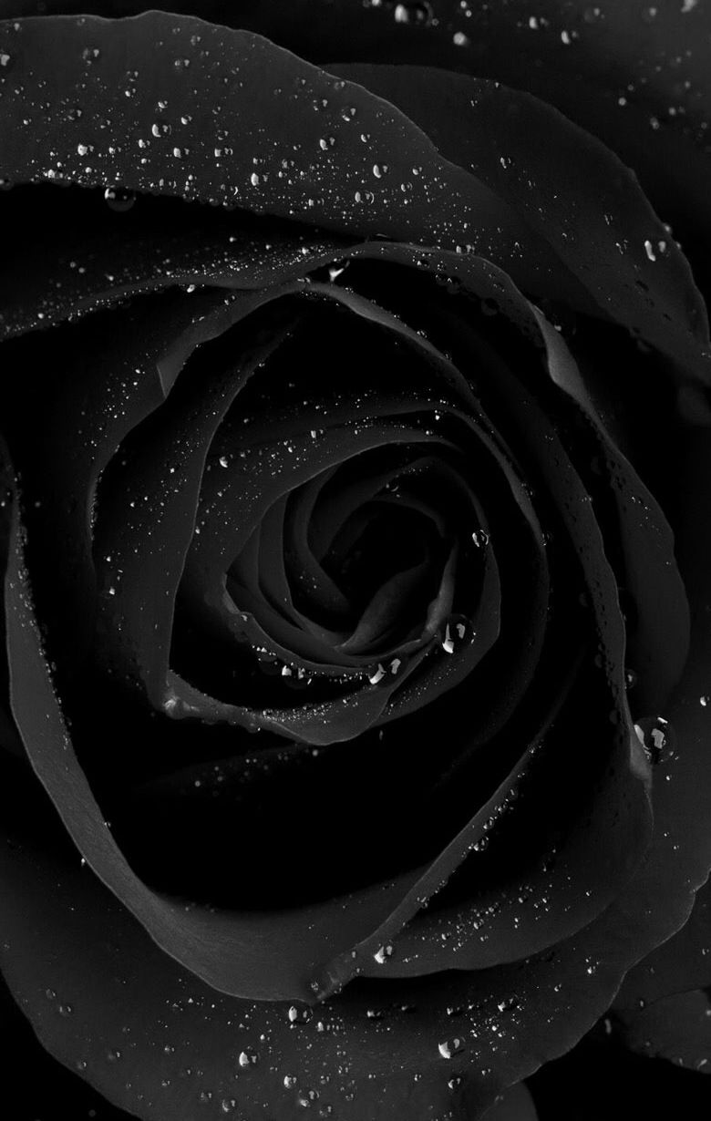 black.quenalbertini | Fondo de pantalla en 2019 | Fondo de pantalla de rosas negras