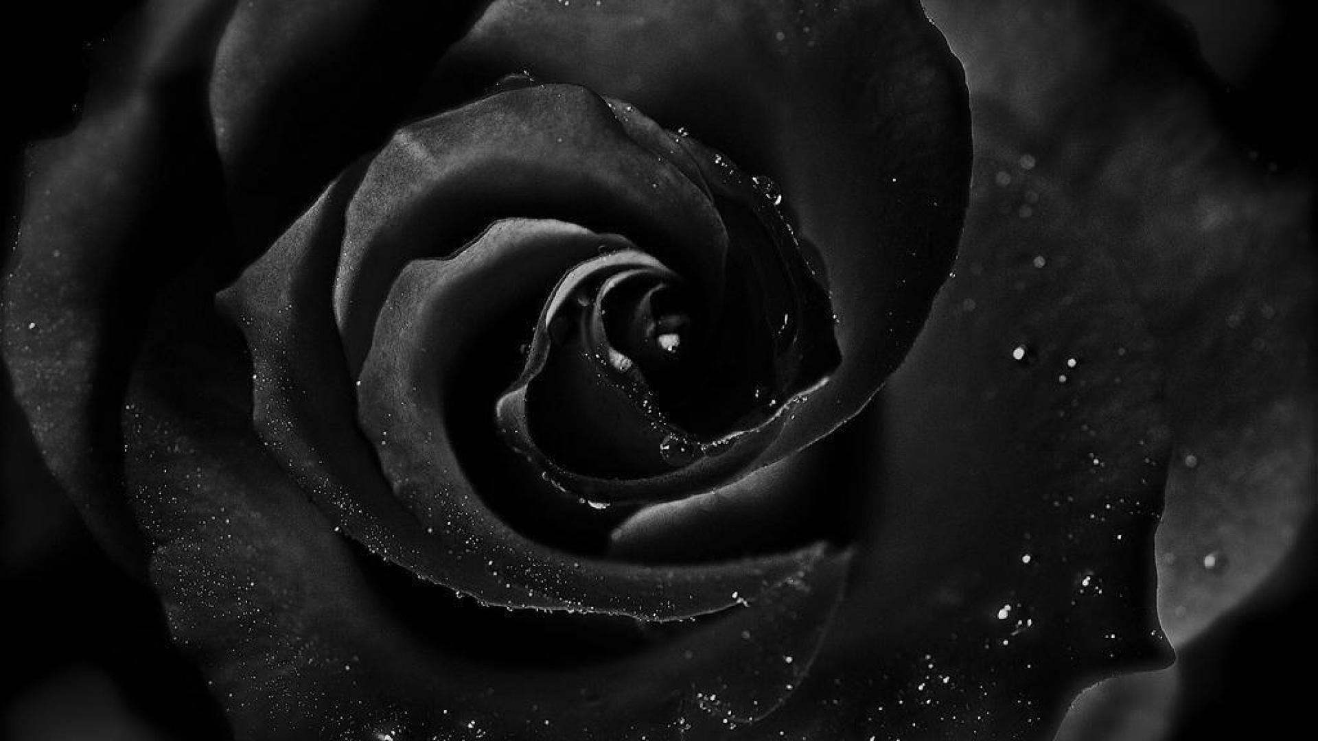 Black Rose Wallpapers - Los mejores fondos de Black Rose