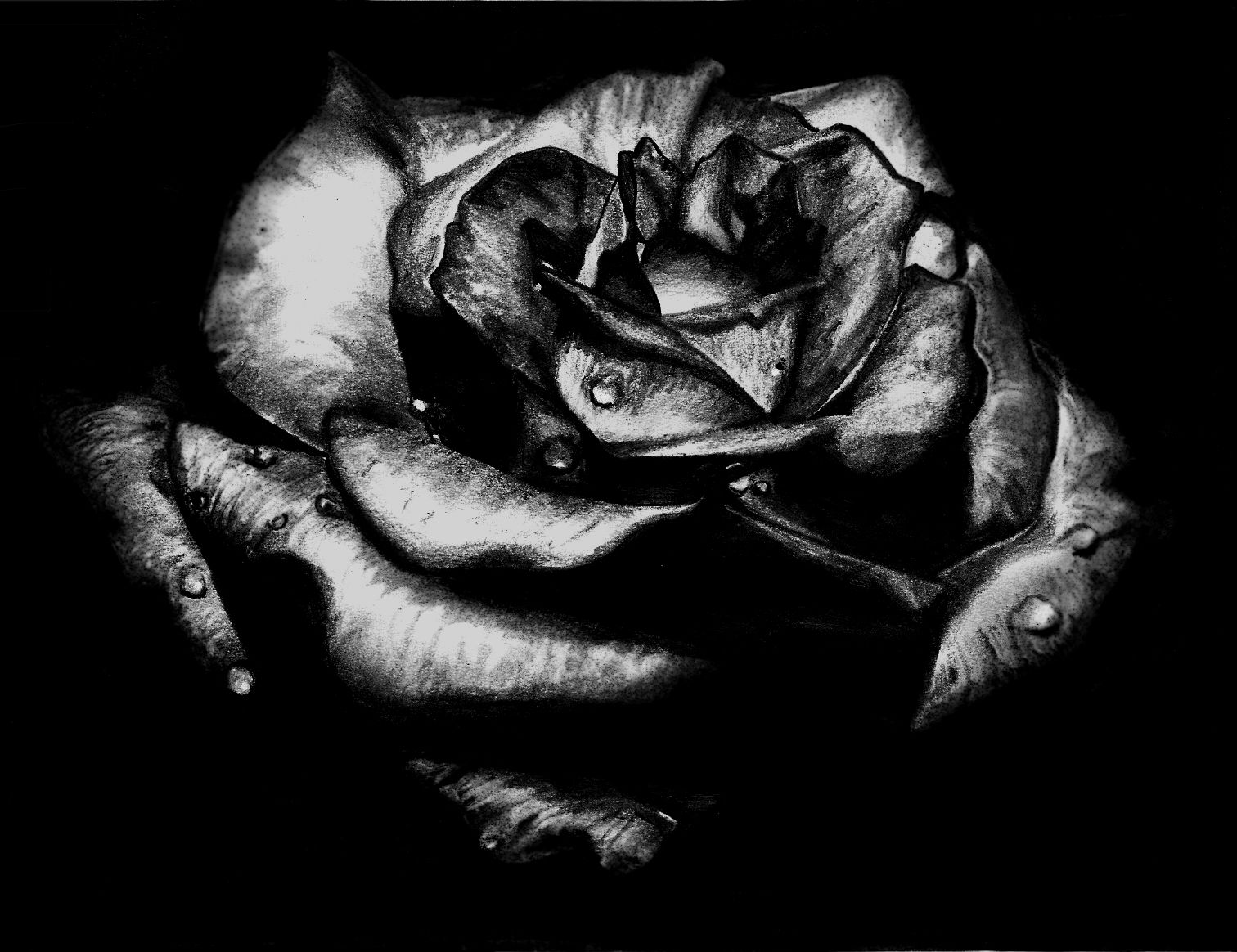 Black Rose Wallpapers, Descargar imagen de un paisaje hd black rose