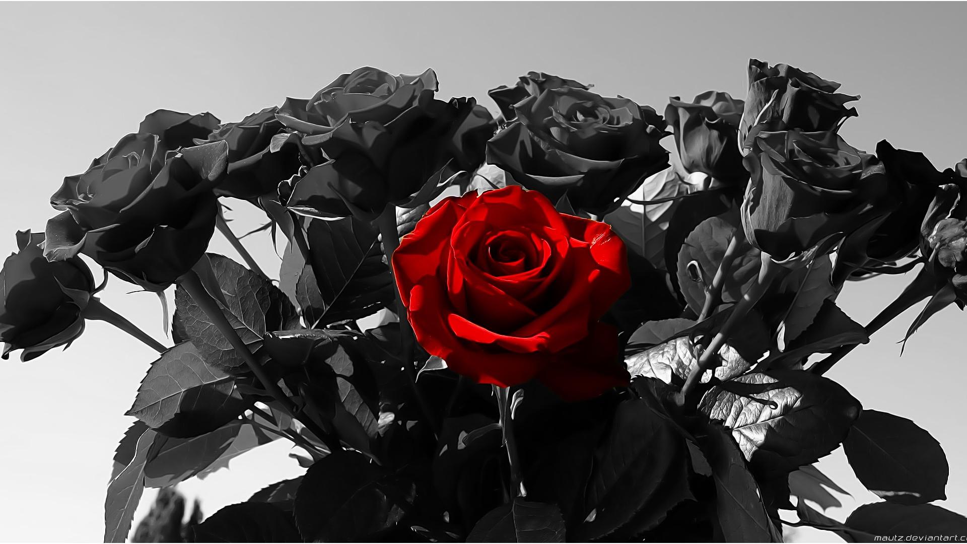 Details 100 rosas negras y rojas - Abzlocal.mx