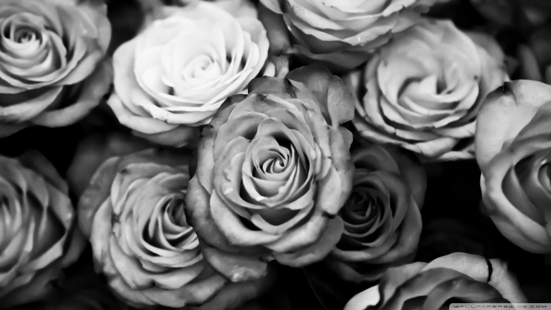 eletragesi: Black Roses Wallpaper Tumblr Images