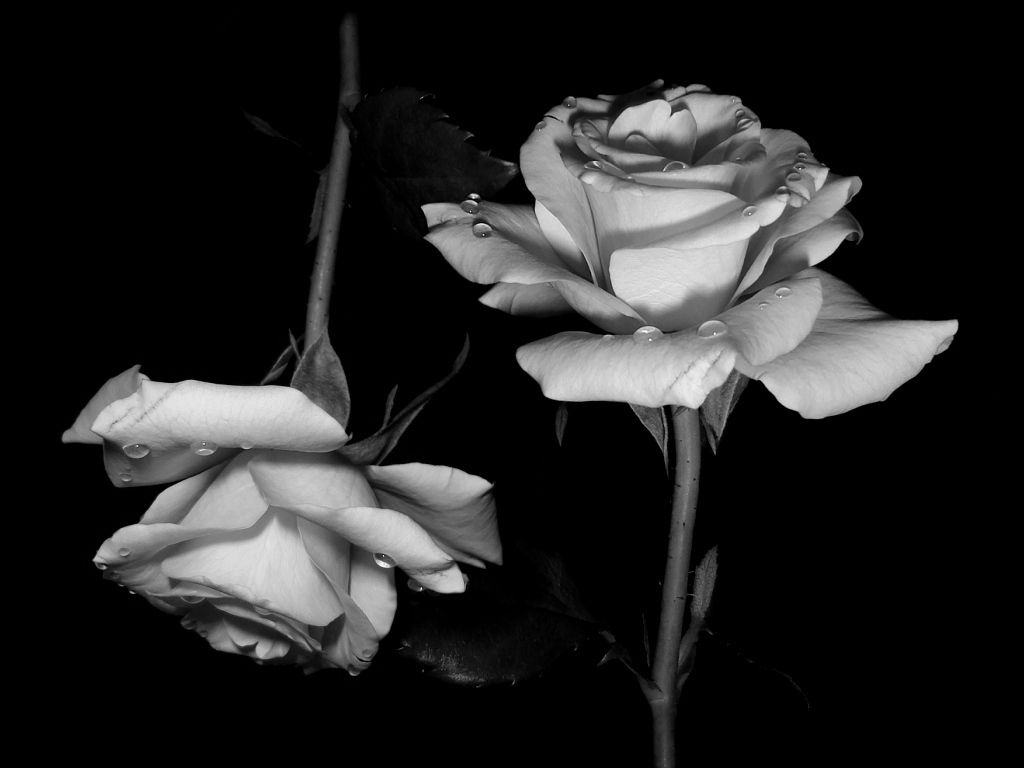 Rosas en blanco y negro gratis, descargar imágenes prediseñadas gratis, imágenes prediseñadas gratis en