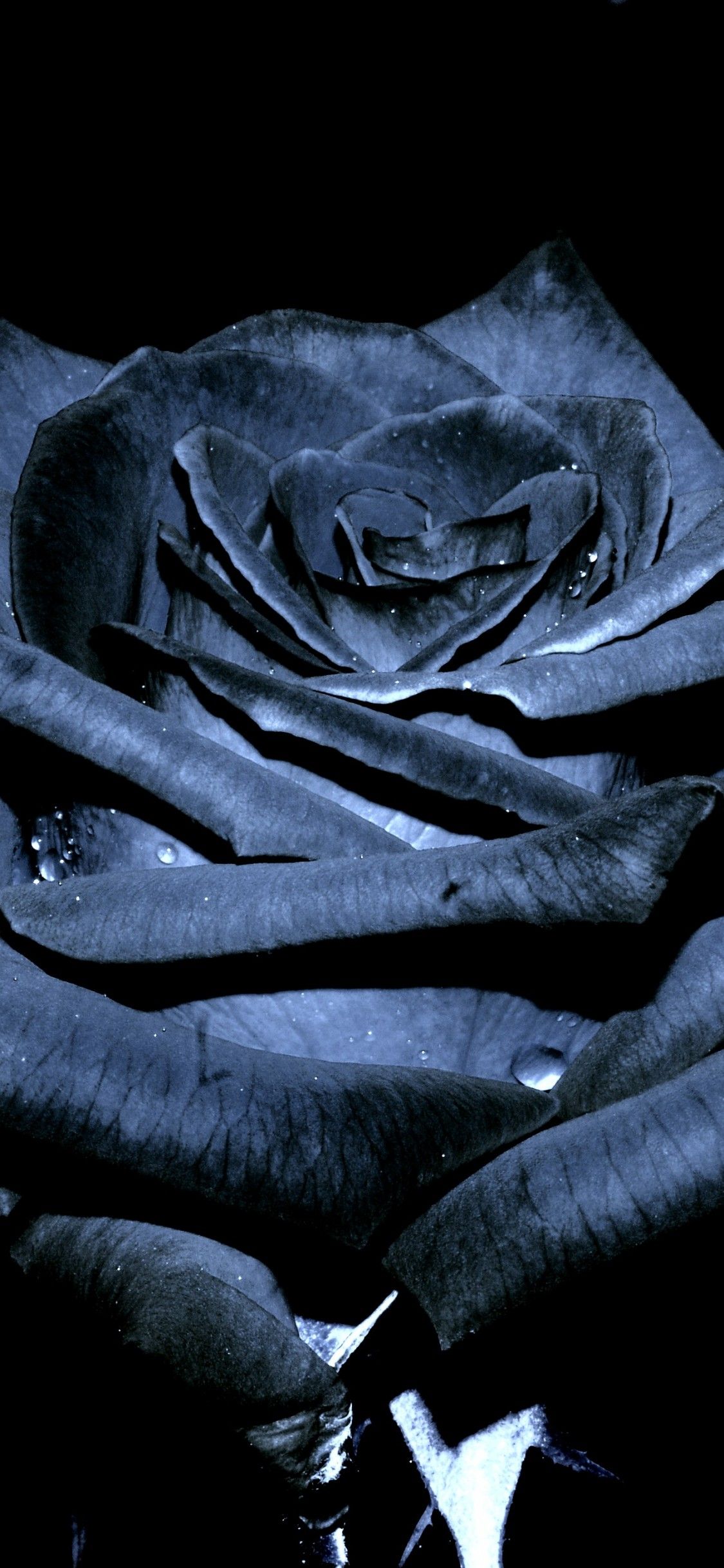Descargar Black Rose Gold Nike, Black Rose Goku Wallpaper - Grey And