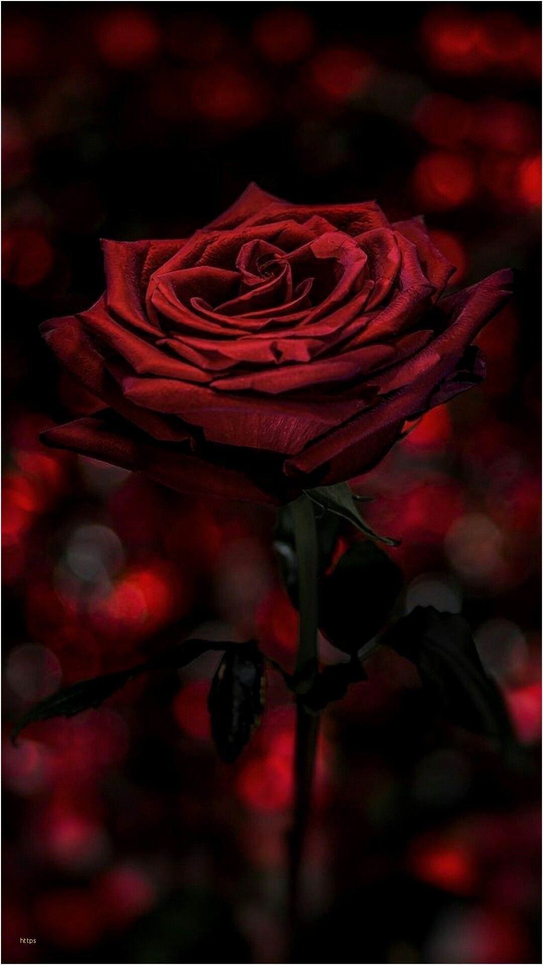 Black Roses Wallpaper Awesome Pin por Anita Torrez On - Dark
