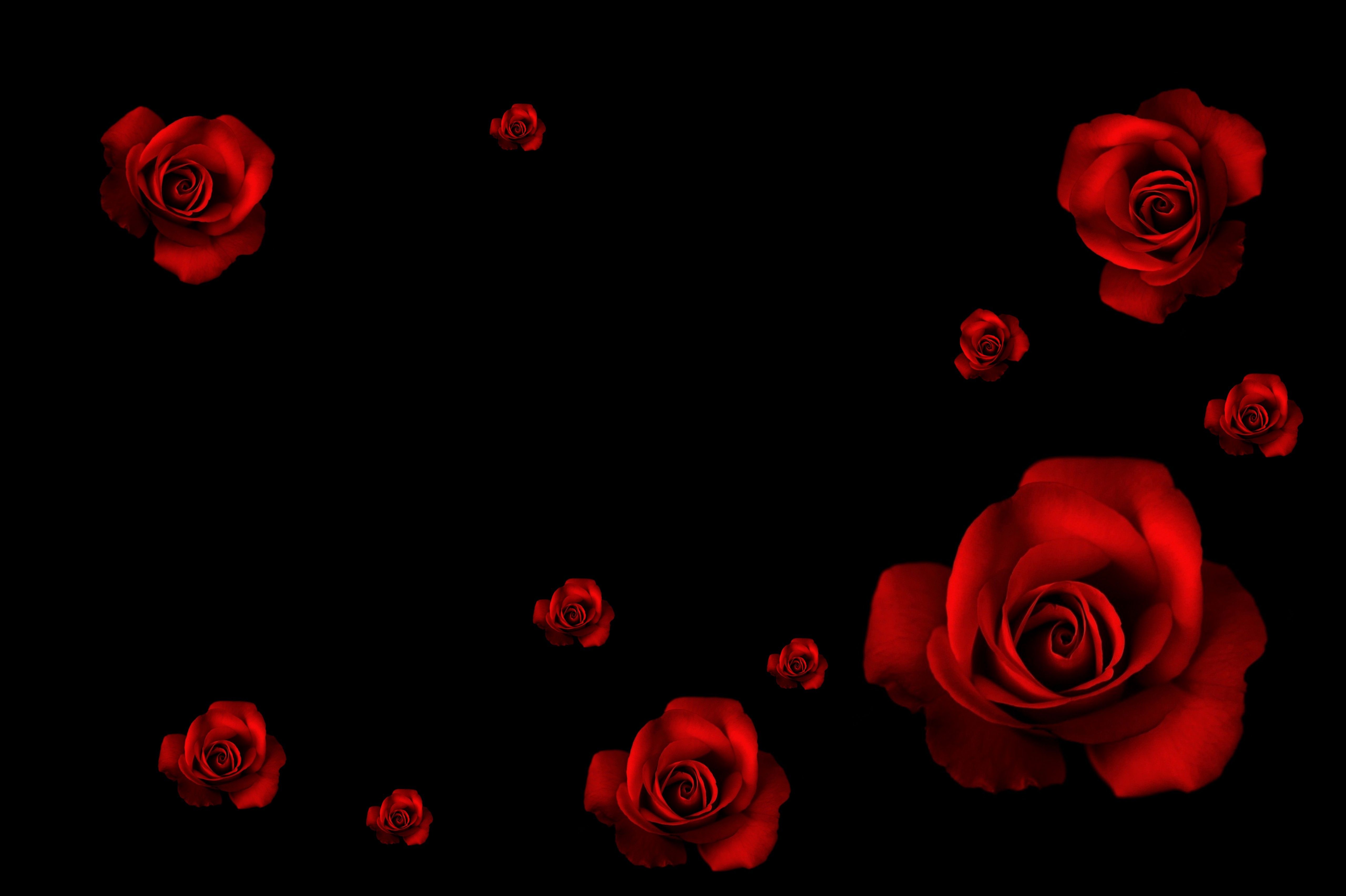 Naturaleza rosas negro hermosas flores rojas flor rosa fondos de pantalla para
