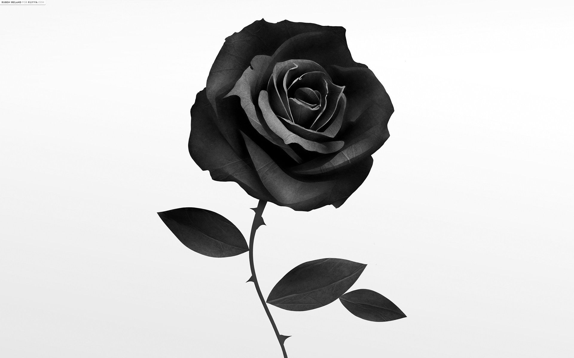 Fondos de pantalla de rosas negras - FondosMil