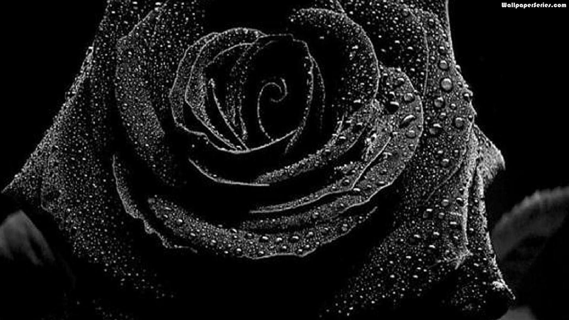 Fondo de rosas negras (más de 49 imágenes)