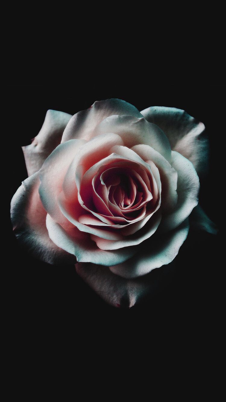 La rosa oscura | Flores en 2019 | Papel tapiz oscuro, papel tapiz de flores