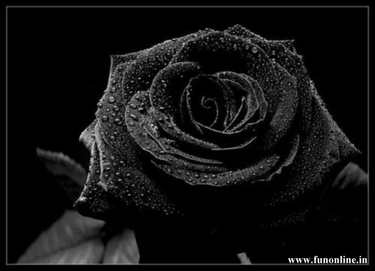 Descargar gratis Black Rose Wallpapers Beautiful Black Roses HD