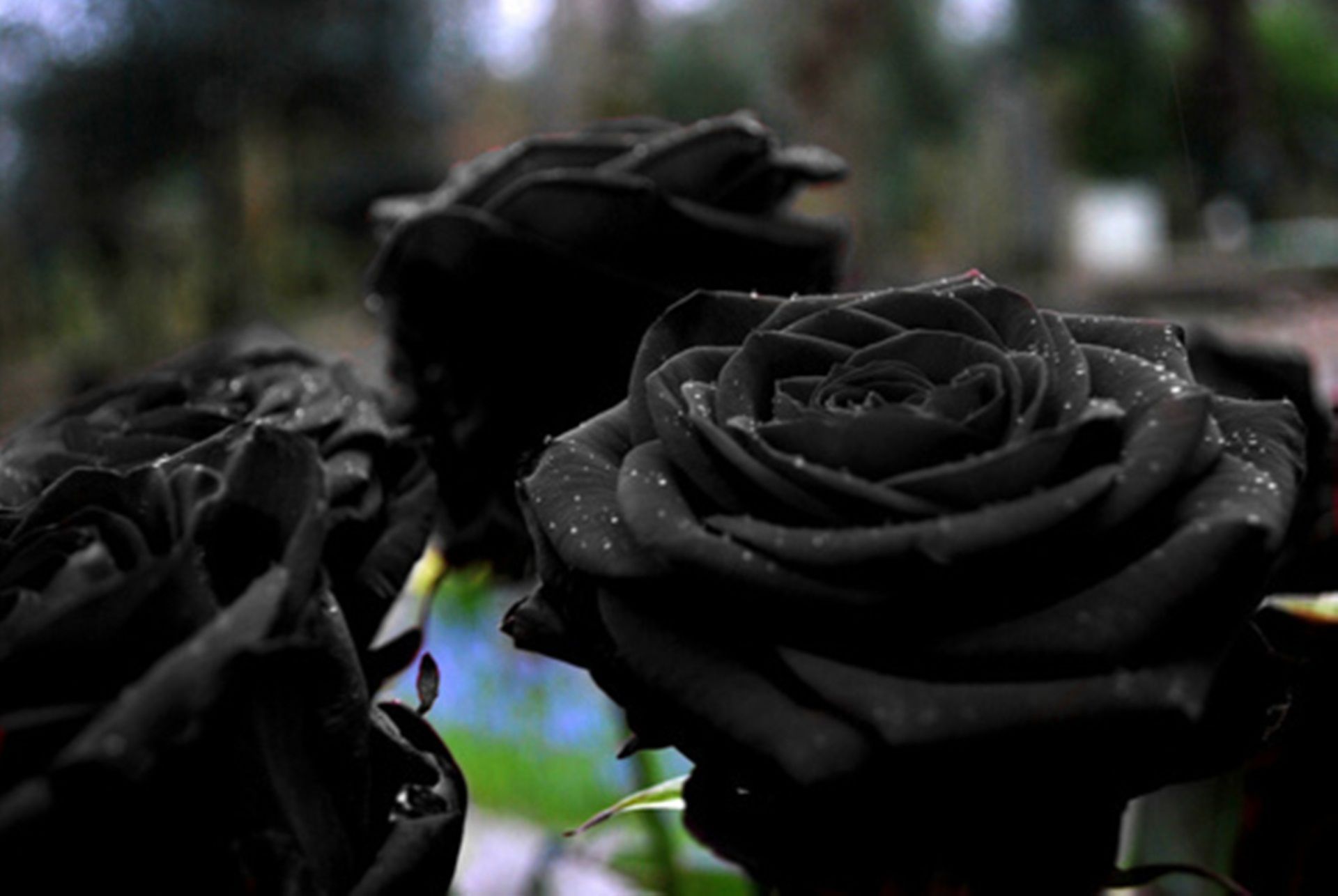 Fondos de pantalla de Black Rose gratis en el paisaje »Monodomo
