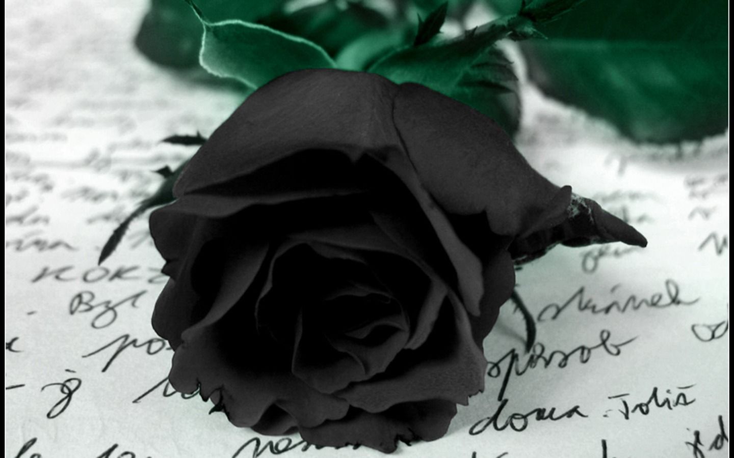 Black Roses Wallpaper - Fondos de pantalla Navegar