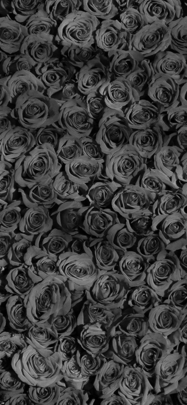 Rose Dark Bw Pattern iPhone X Wallpapers descarga gratuita