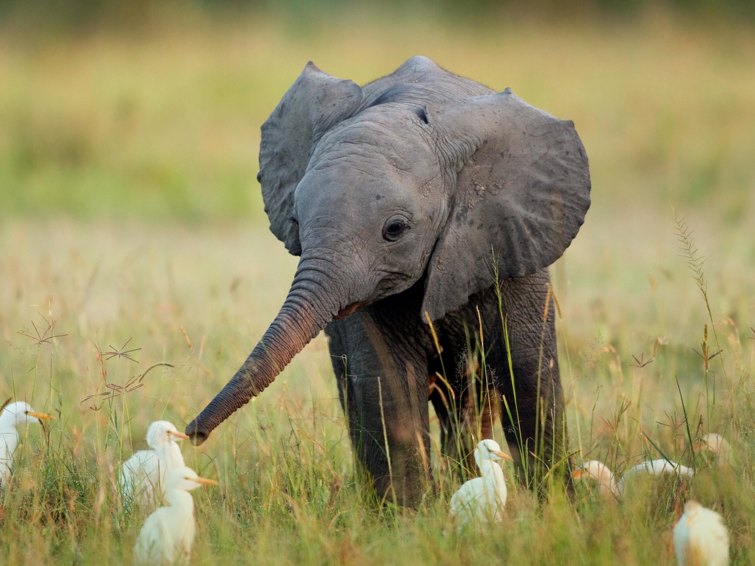 Más de 61 fondos de pantalla de Baby Elephant