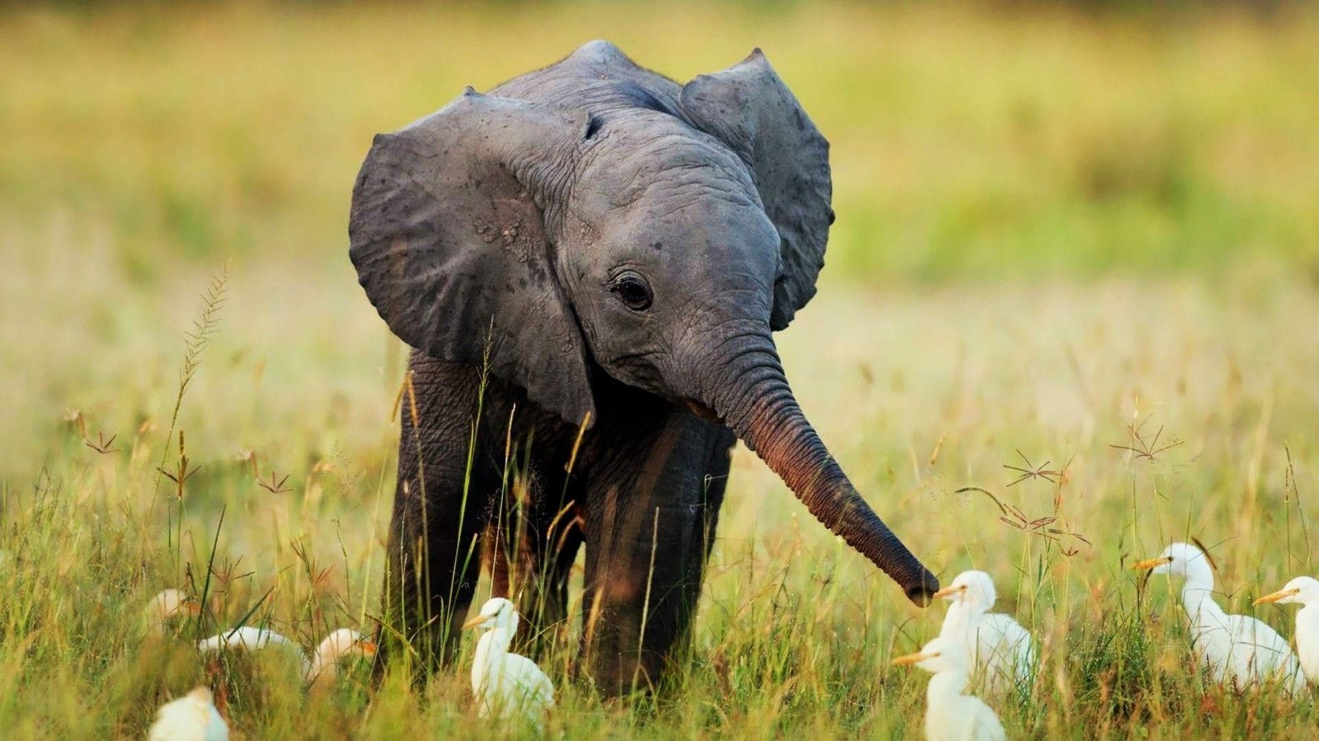 Fondos de pantalla de elefantes bebés - FondosMil