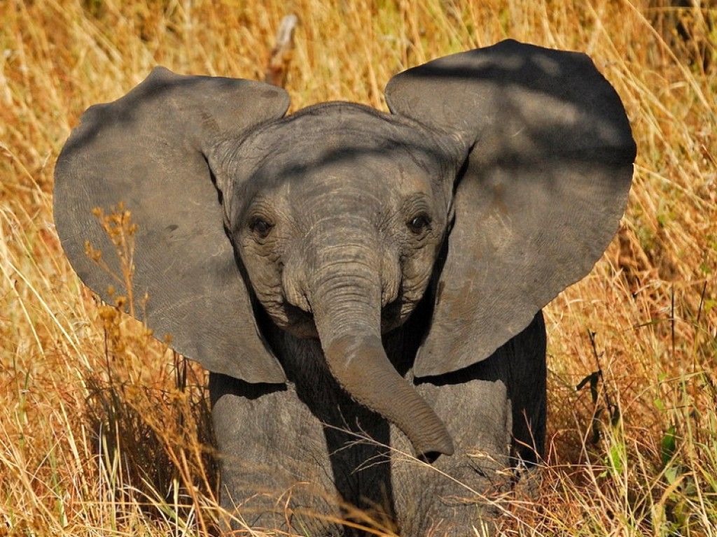 Más de 40 fondos de pantalla de Cute Baby Elephants - Descarga