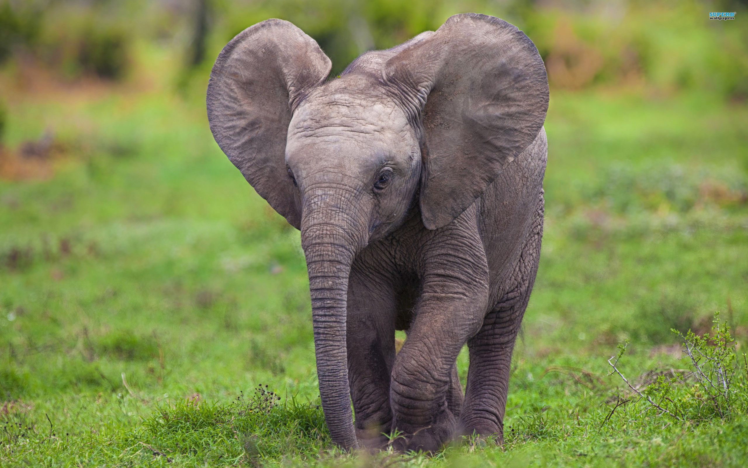 Más de 61 fondos de pantalla de Baby Elephant