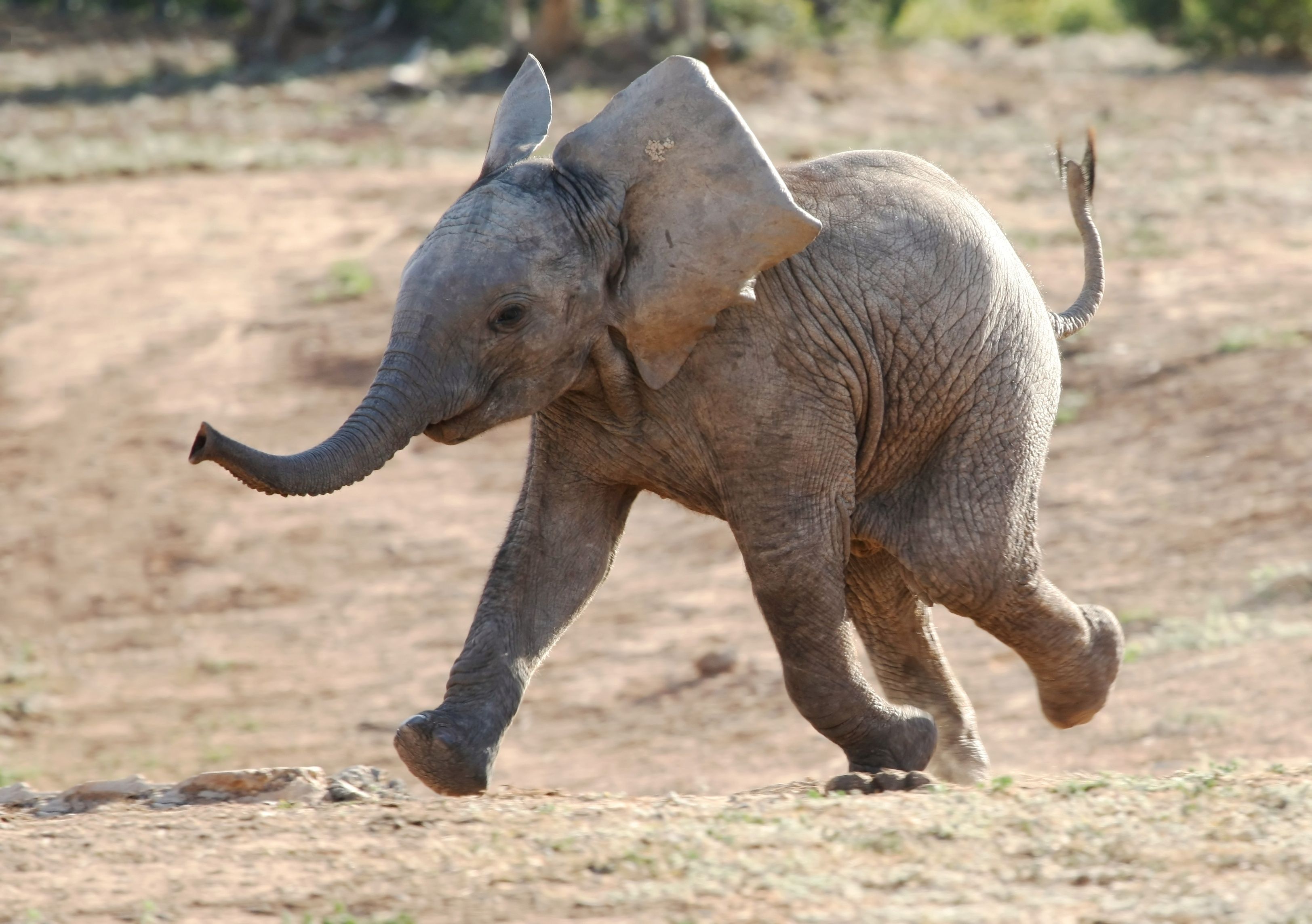 Cute Baby Elephant HD Wallpaper, imágenes de fondo