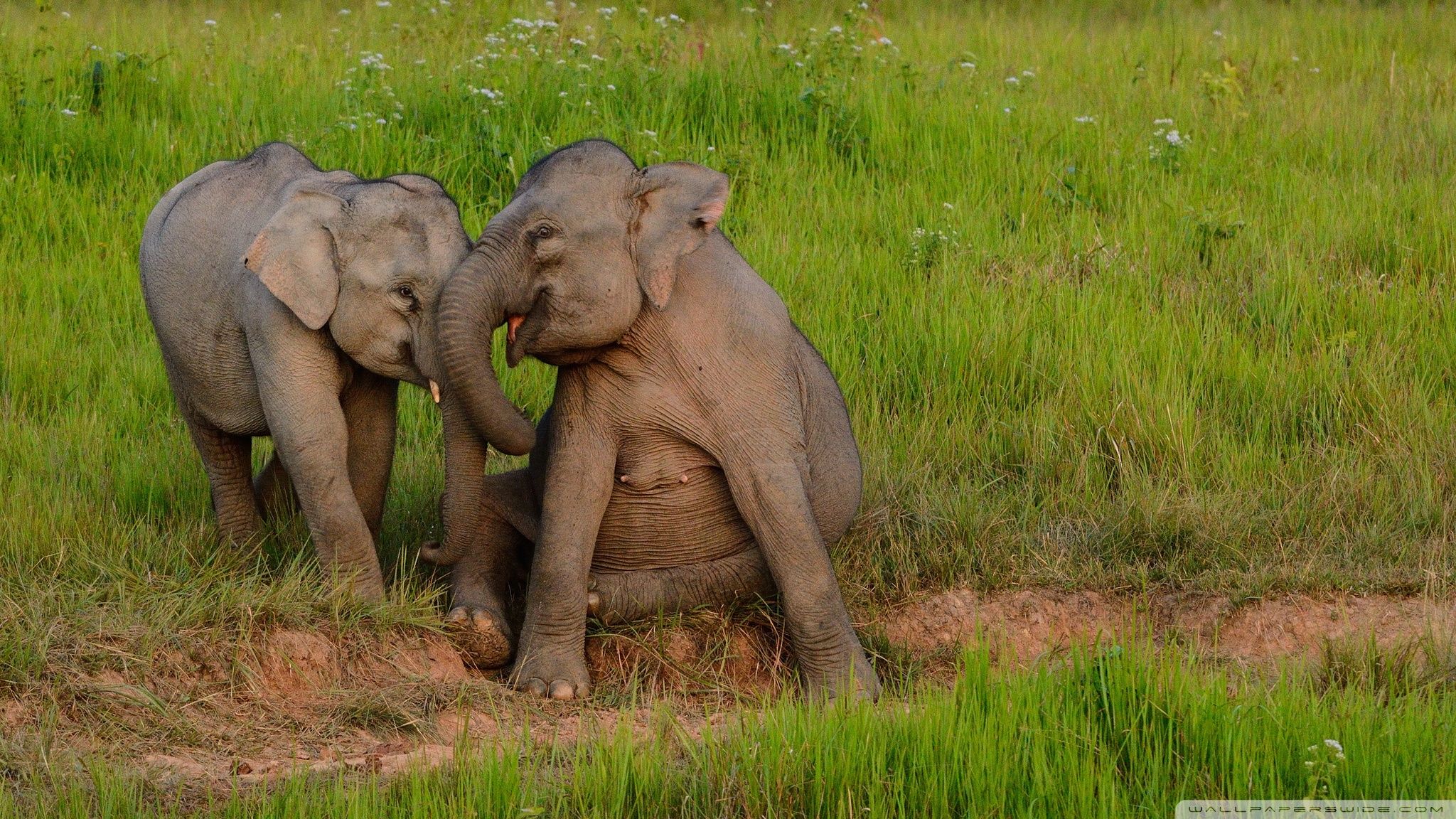 Baby Elephants Playing ❤ Fondo de escritorio 4K HD para TV 4K Ultra HD