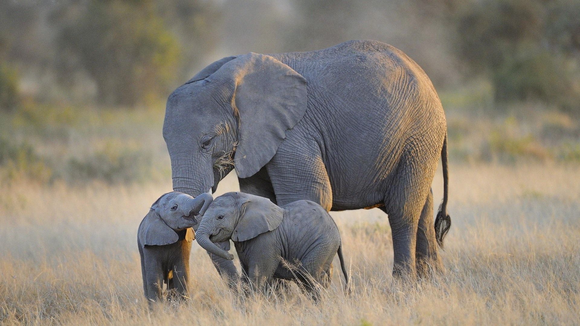 Baby Elephant Fondo De Escritorio - Baby Elephant Alta Resolución