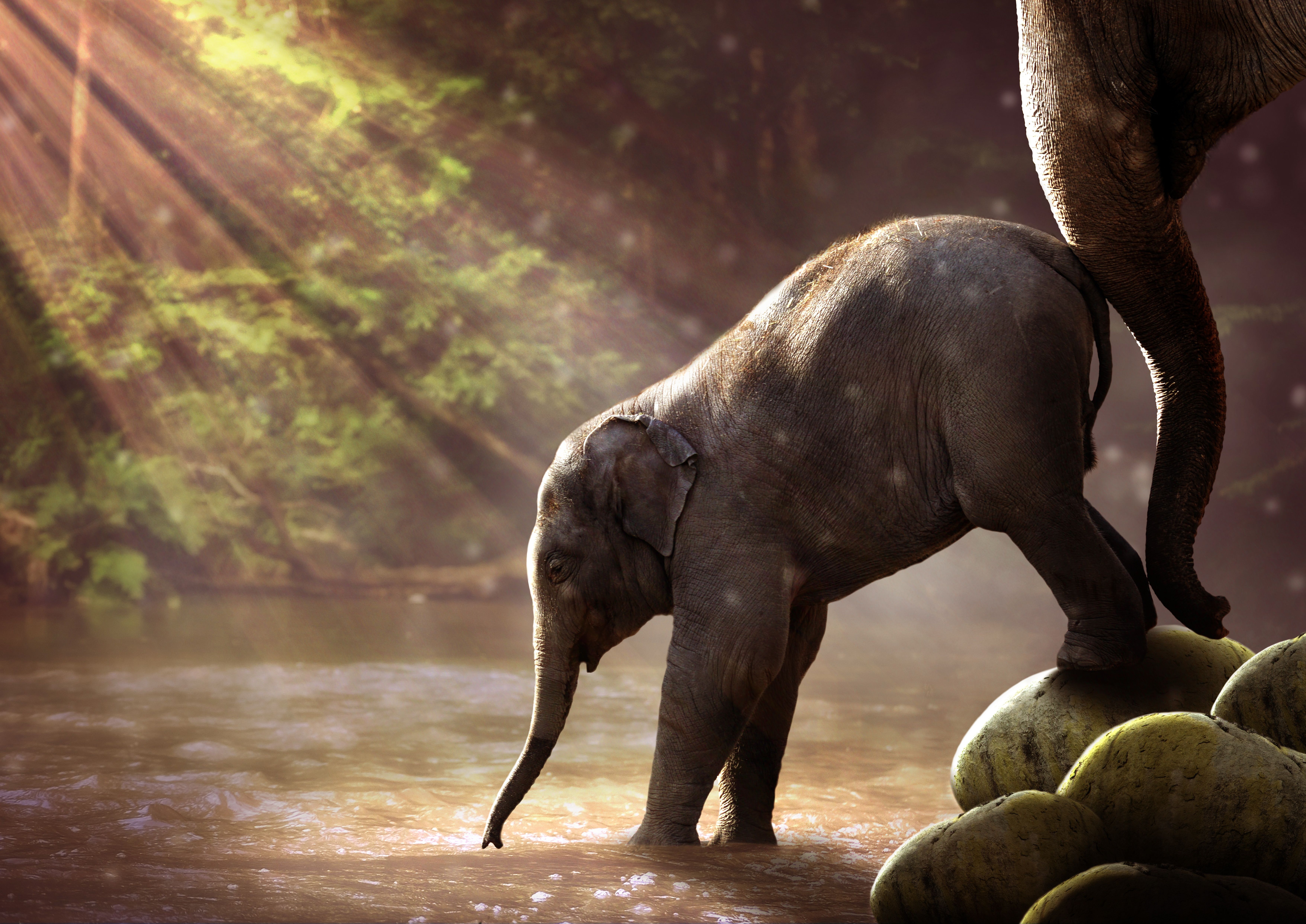 Fondo de pantalla Bebé elefante, Mamíferos, Elefantes, Luz del sol, Río, Bosque