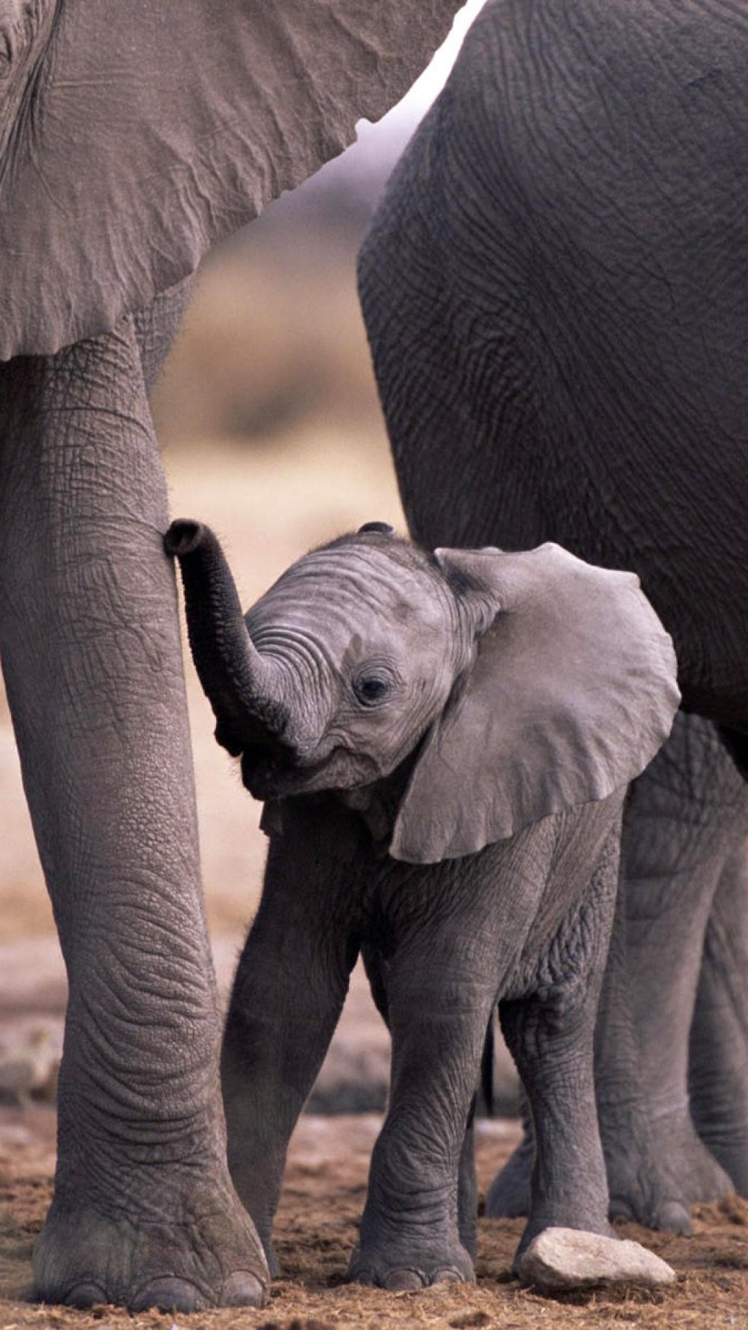 Fondo de pantalla de elefante bebé 1080x1920