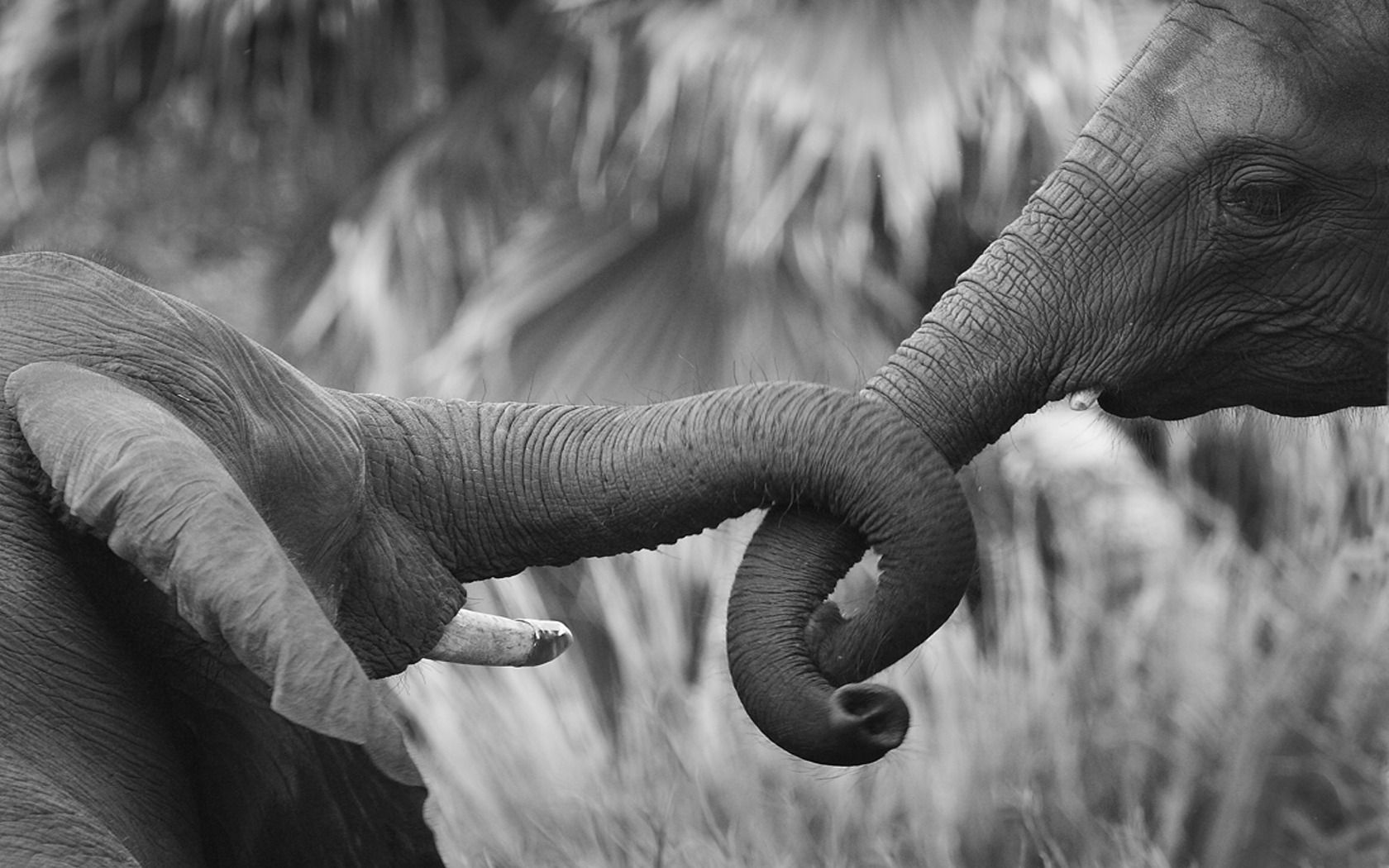 amor, animales, escala de grises, elefantes, elefante bebé, animales bebé
