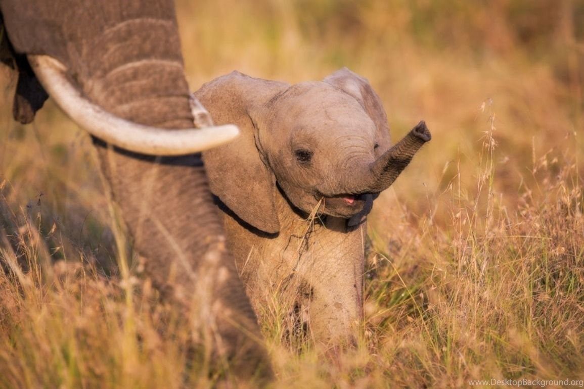 Elephants: Baby Elephant Africa Wild Life Fondos de Escritorio para