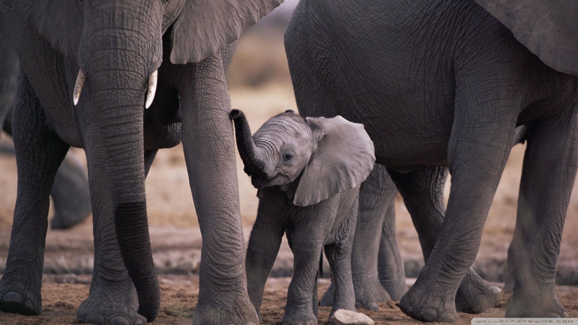Fondo de pantalla de elefante bebé Galería