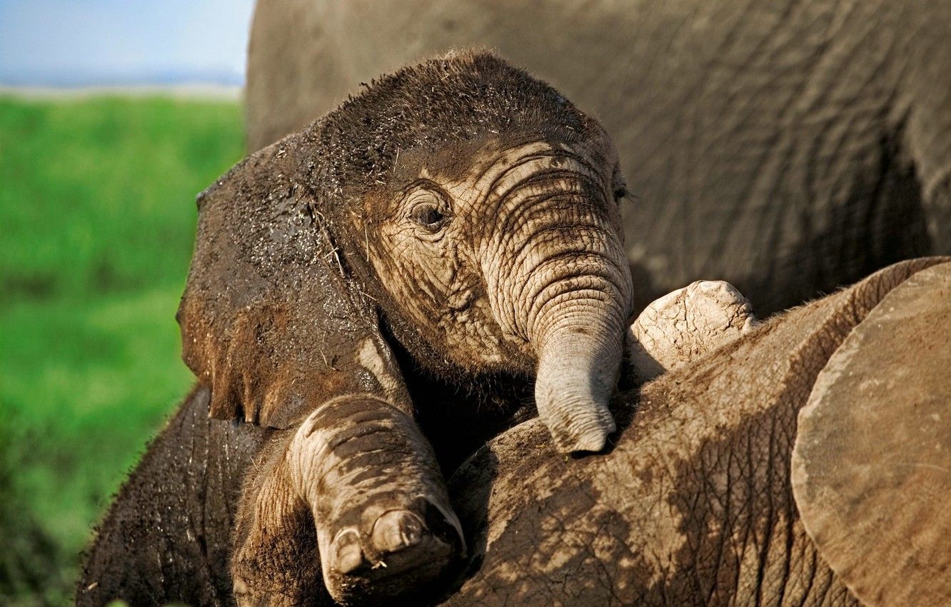Wallpaper Africa, WWF, Elephant, Baby Elephant imágenes para escritorio