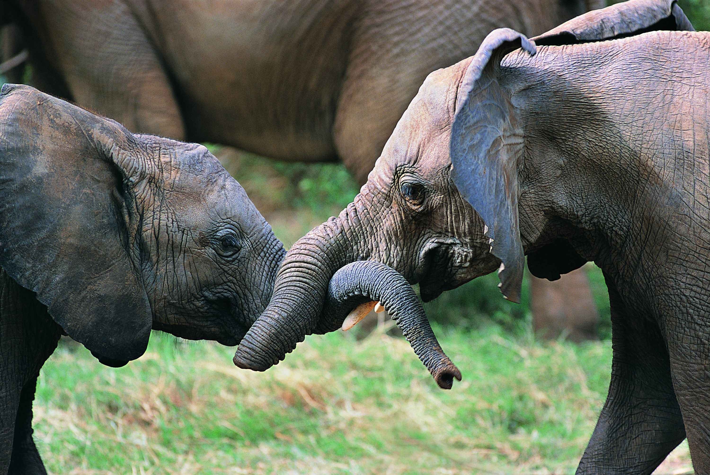 Baby Elephants Fondo de pantalla | 3000x2008 | ID: 30212 - WallpaperVortex.com