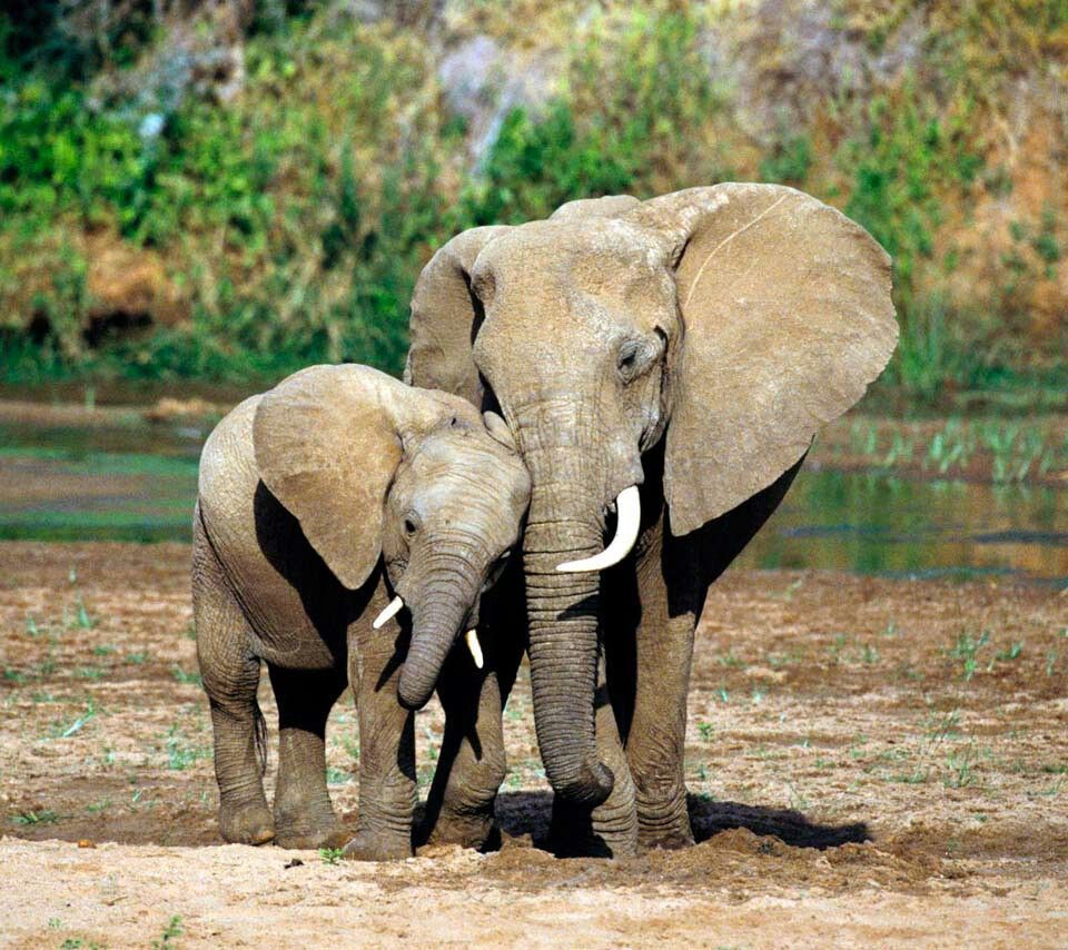 Los elefantes aman profundamente | Animales de la naturaleza | Imágenes de elefantes