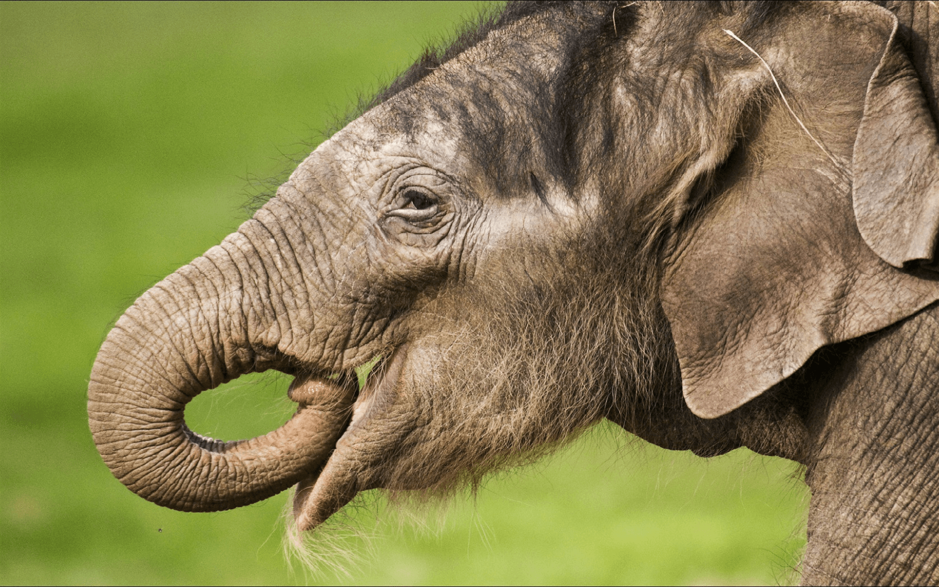 Descargar fondos de pantalla elefante, áfrica, pequeño elefante lindo bebé