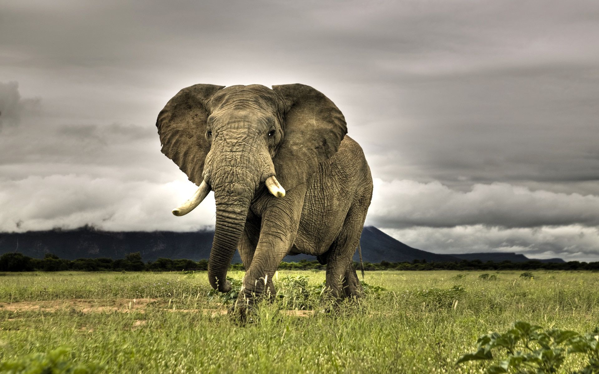 Fondos de elefante (más de 66 imágenes de fondo)