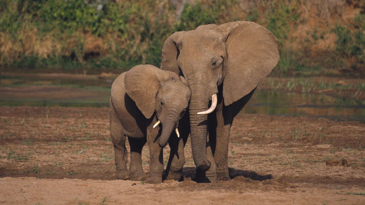 Animales Elefantes Nacionales África Kenia Elefante Bebé Animales Bebé.