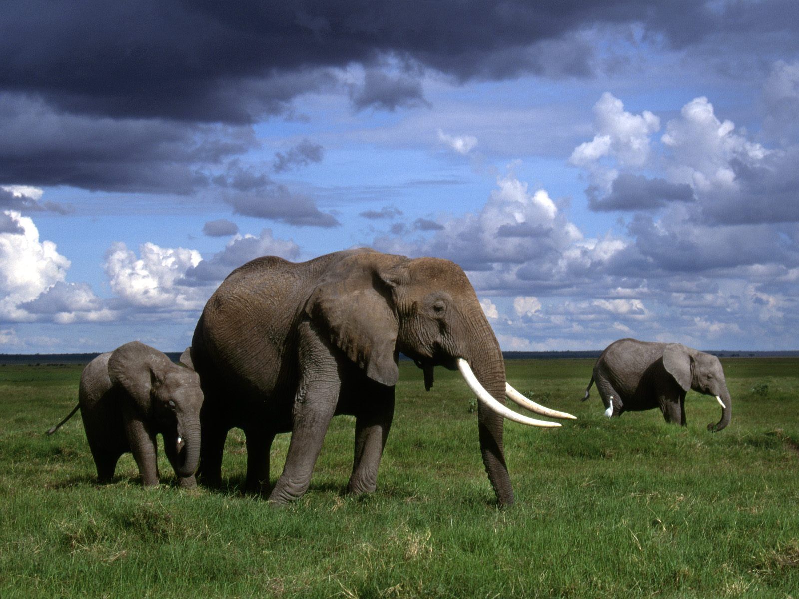 Baby Elephant Wallpaper Fondos de pantalla HD gratis Imágenes Imágenes