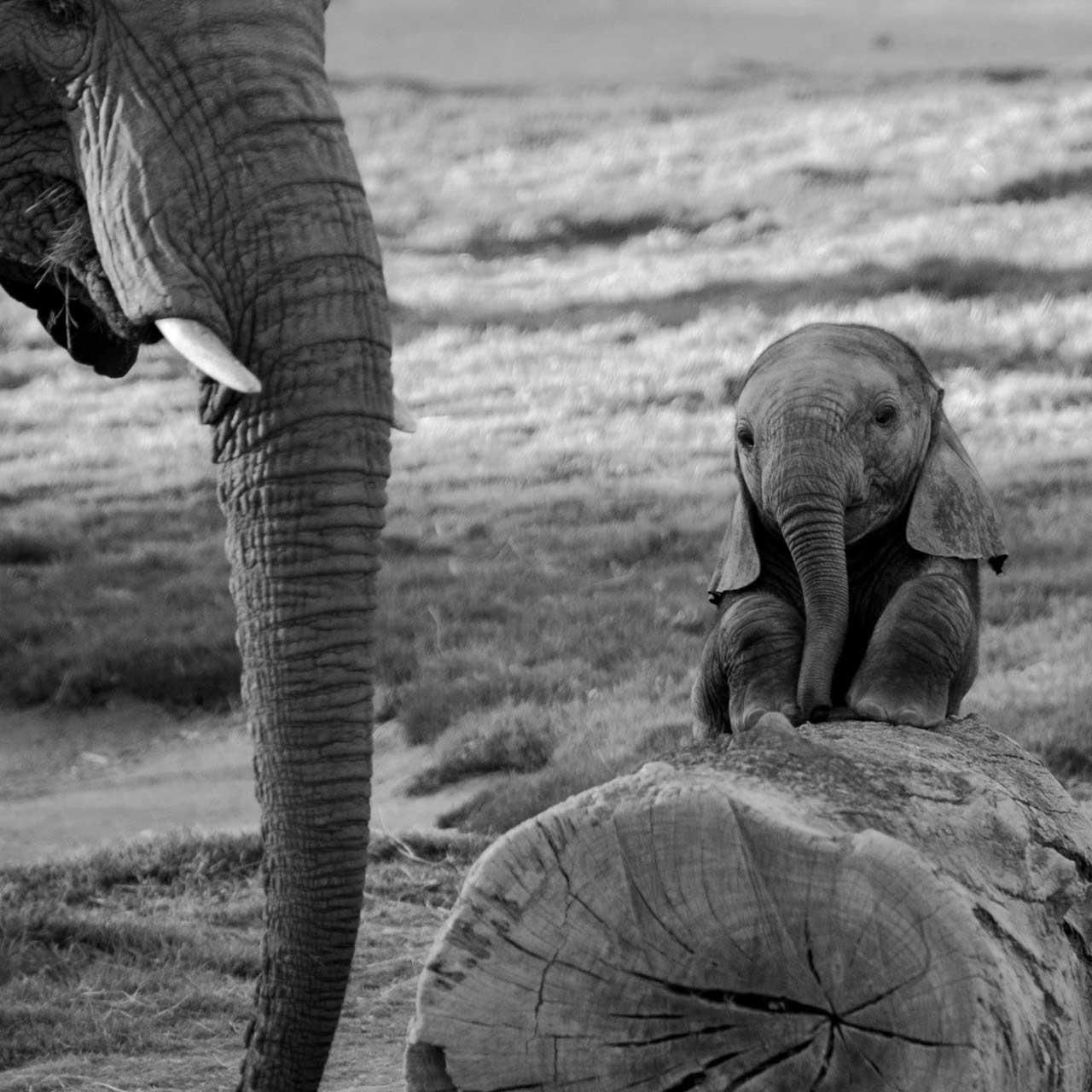 Baby Elephants Black And Whit fondo de pantalla HD, imágenes de fondo