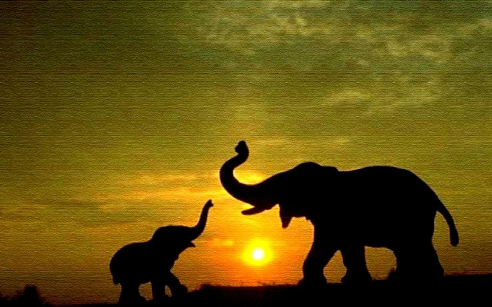 Madre y bebé elefante amor fondo de pantalla | Galería de papel tapiz