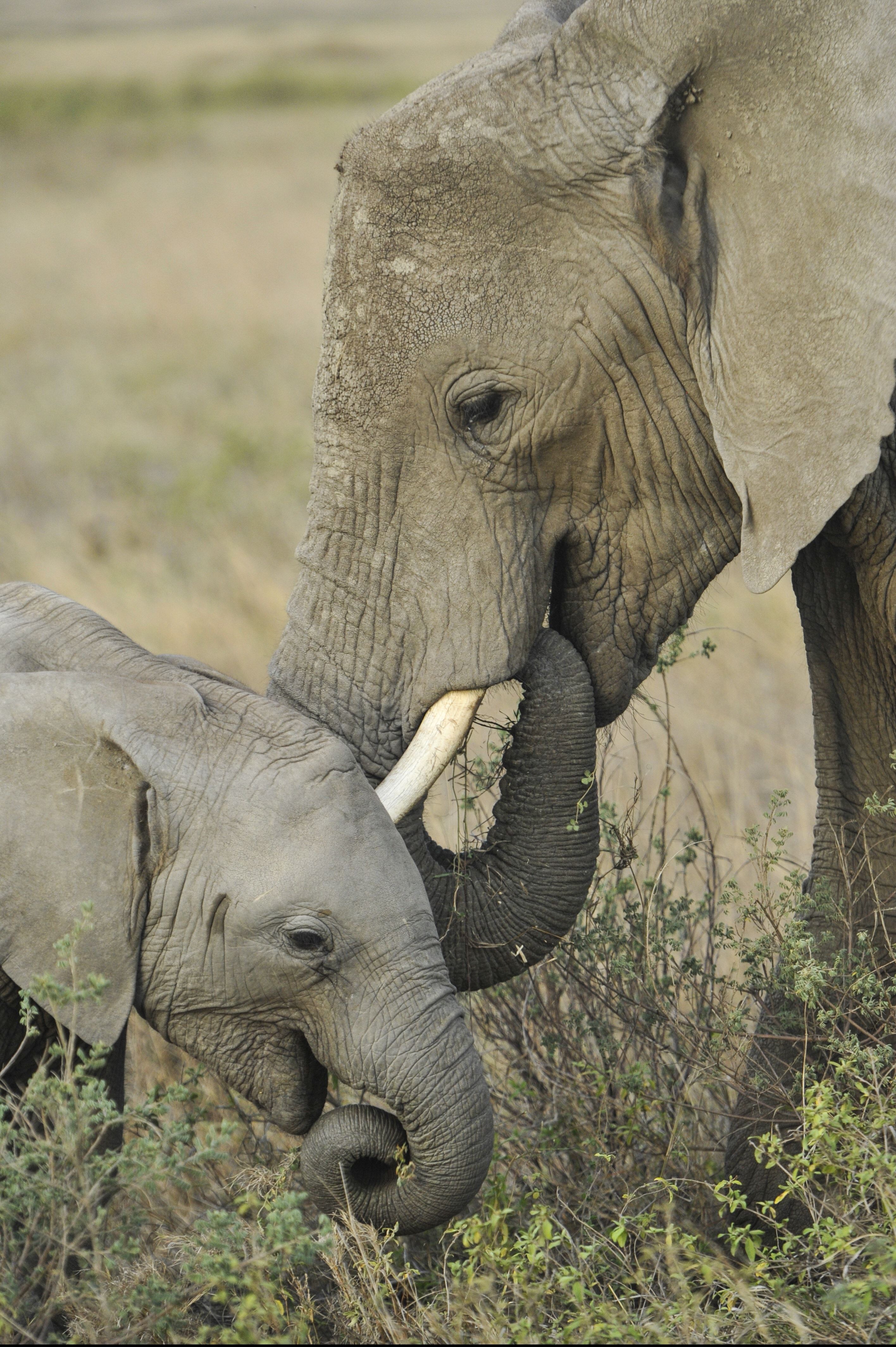 madre elefante junto a bebé elefante en campo de hierba verde durante