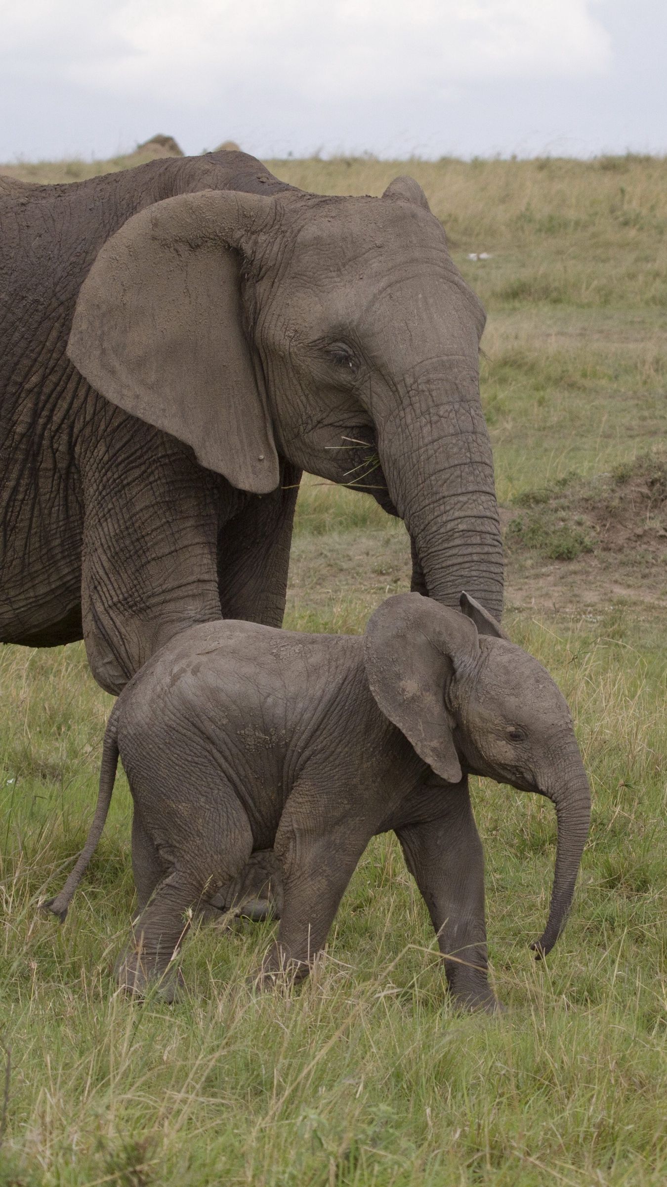 Descargar fondo de pantalla 1350x2400 elefante, bebé elefante, amor, áfrica