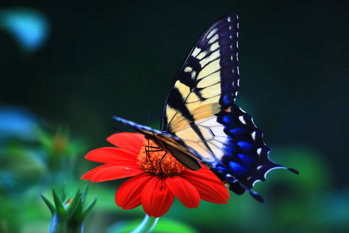Salvapantallas y fondos de pantalla de mariposa gratis (1200x800, vr.481