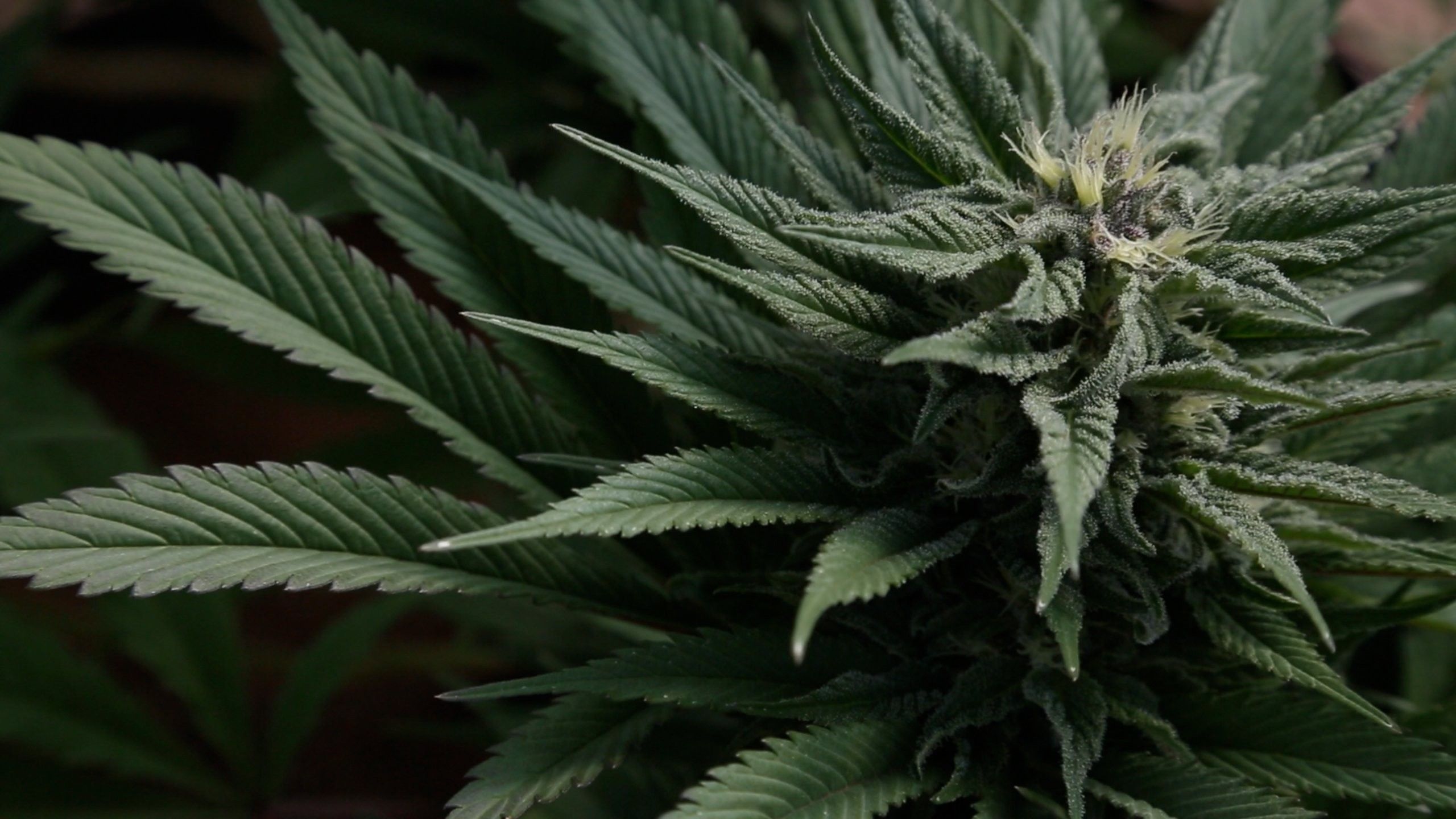 Marihuana 420 Weed Mary Jane Drugs Wallpaper - Weed Wallpaper Hd