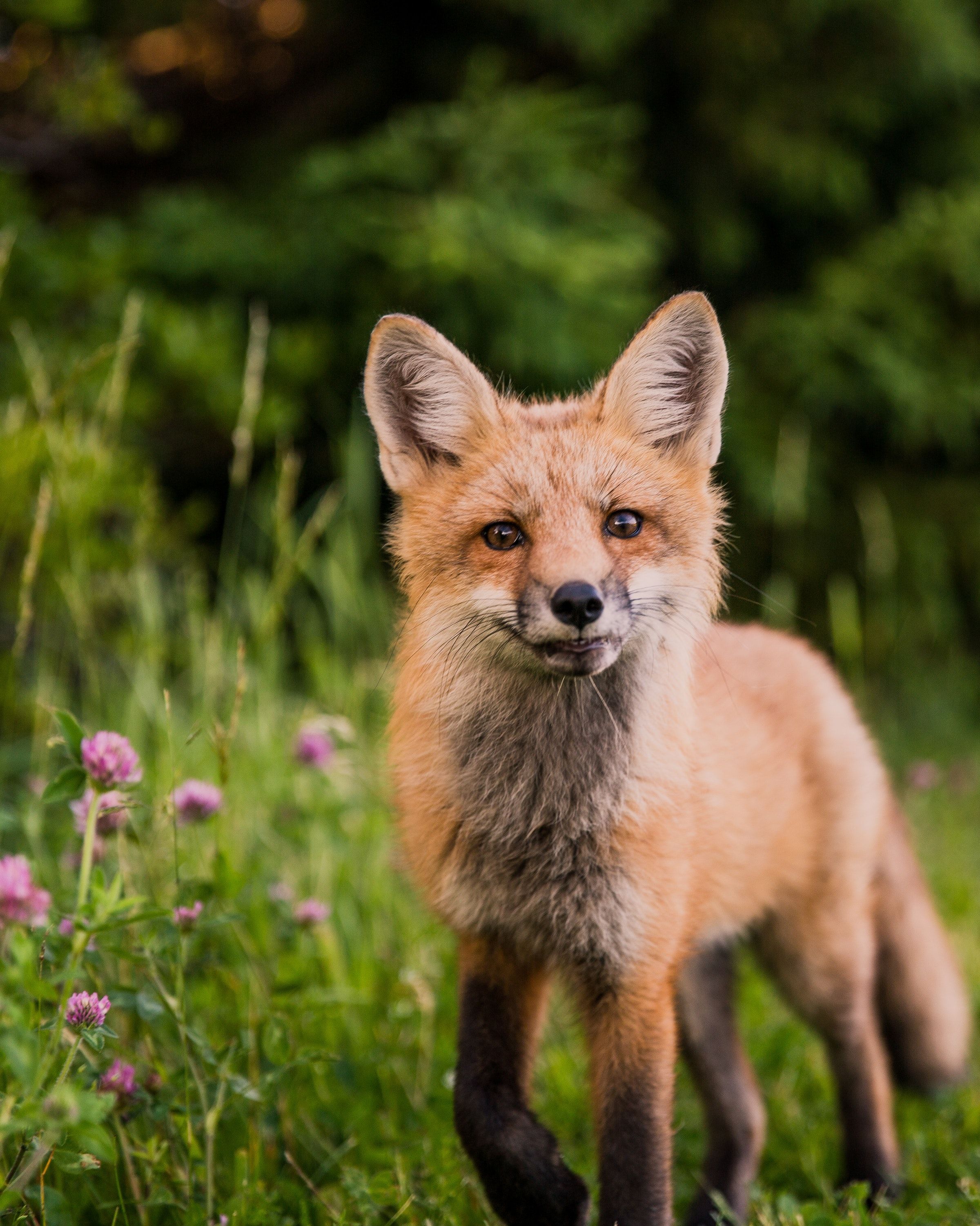 Animales #fox # naranja # fondos de pantalla # animales fondos de pantalla # animales