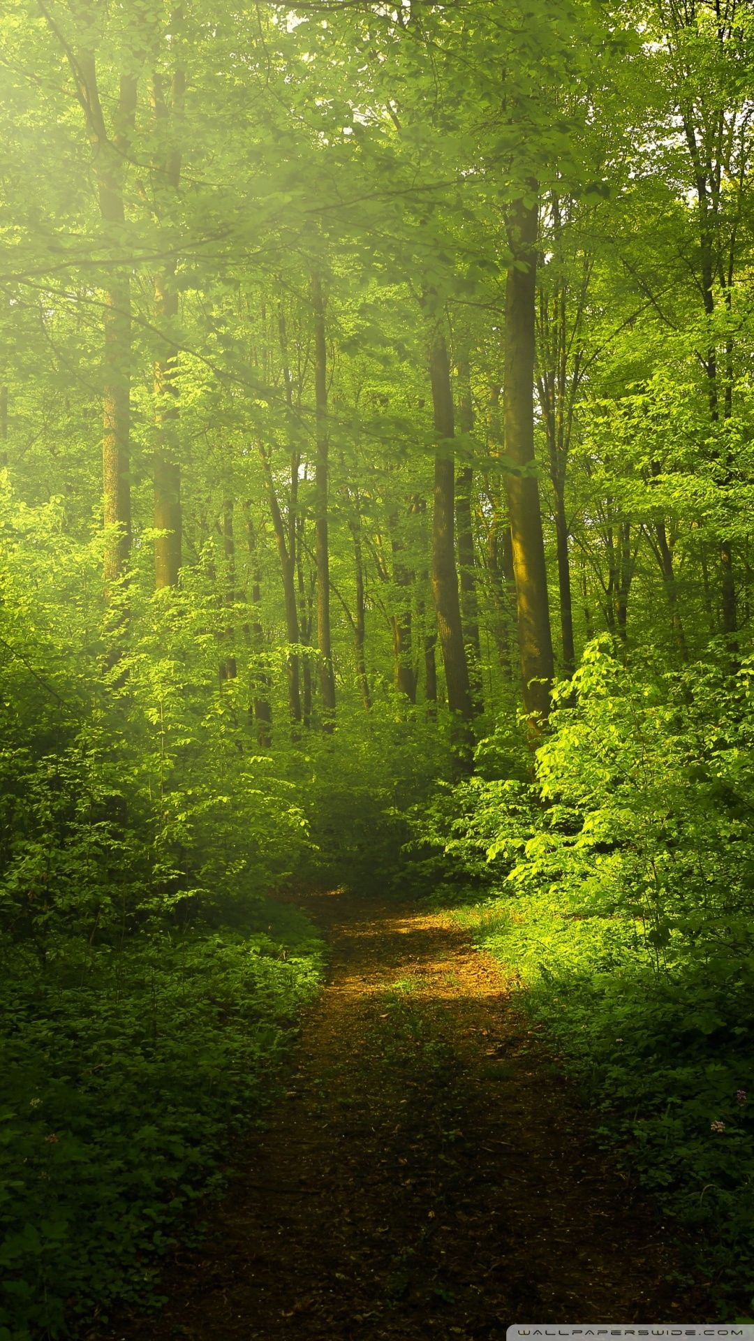 Beautiful Nature Image, Green Forest ❤ 4K HD Desktop Wallpaper para