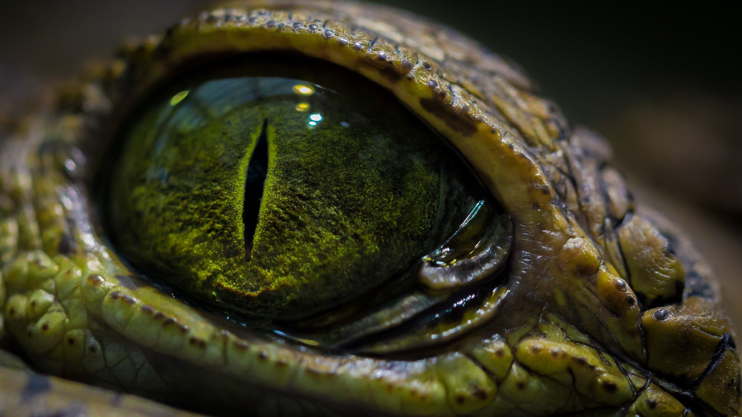 ojos, macro, cocodrilos, reptiles :: Fondos de pantalla