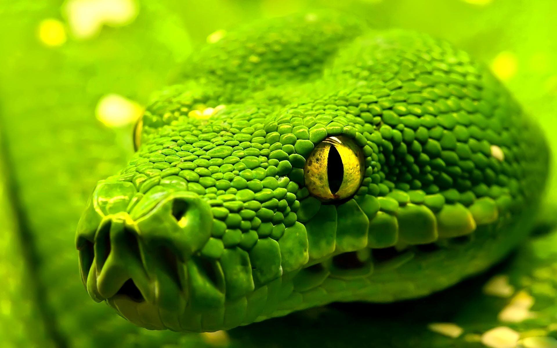 1416 Reptiles Fondos de pantalla HD | Imágenes de fondo