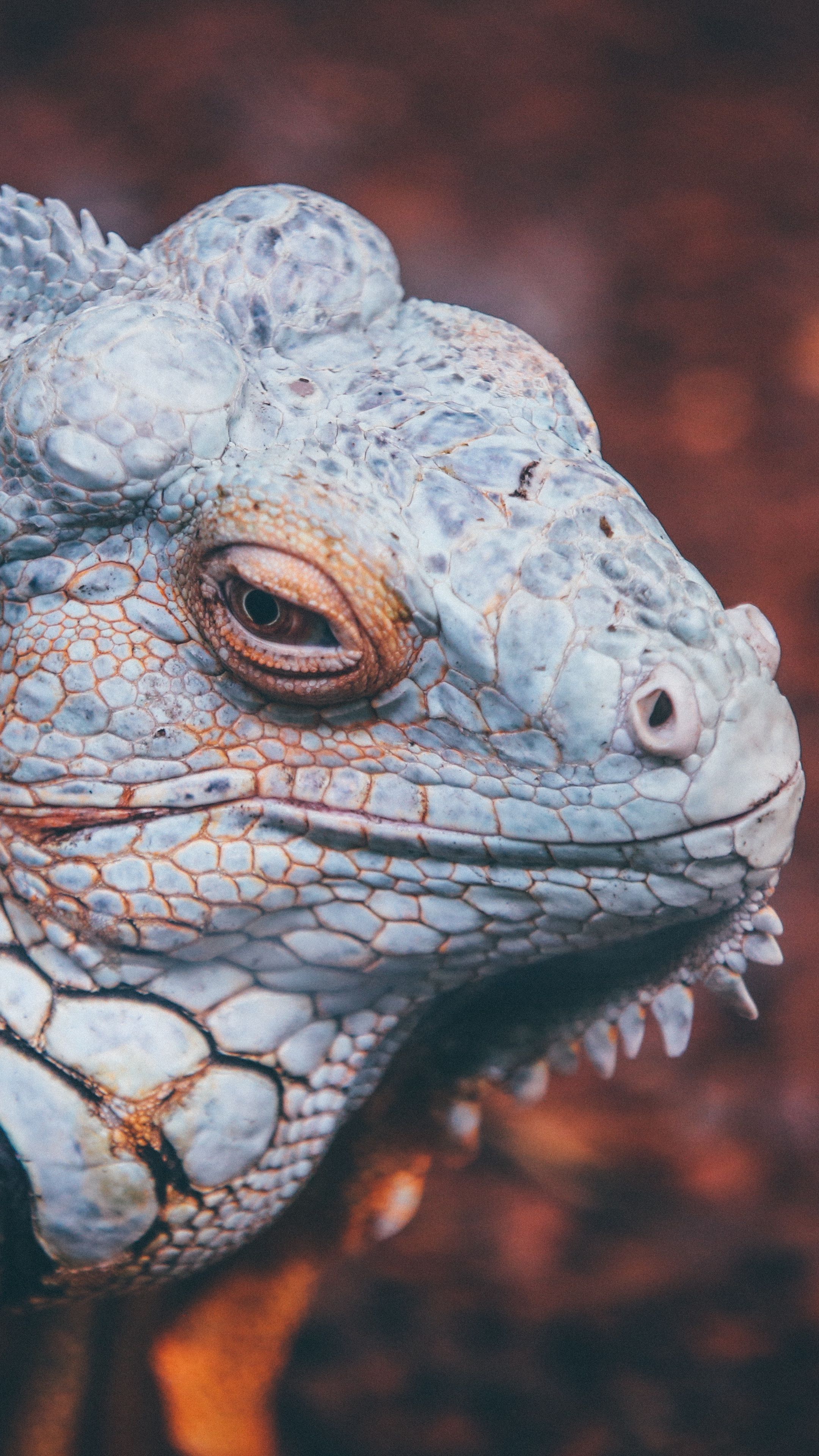 Animales #iguana #reptiles #escalas #fondos de pantalla hd 4k fondo para