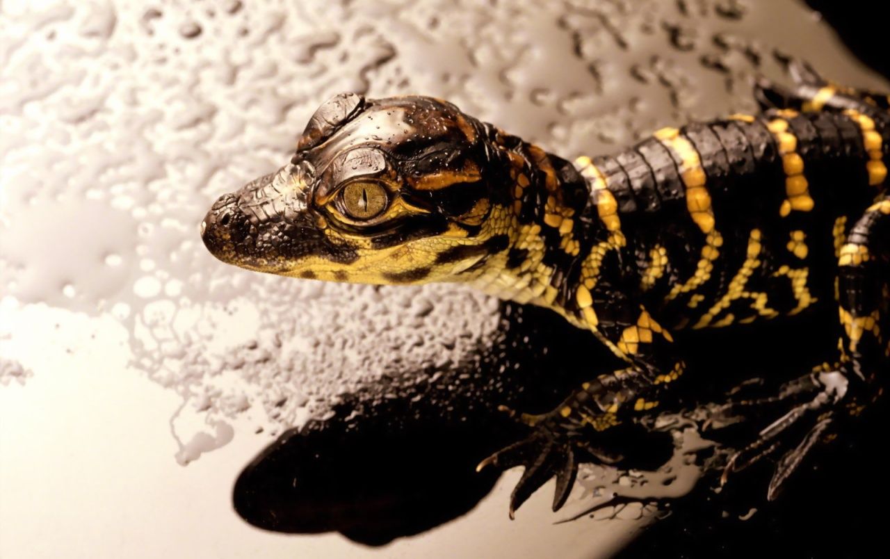 Reptiles fondos de pantalla | Reptil fotos gratis