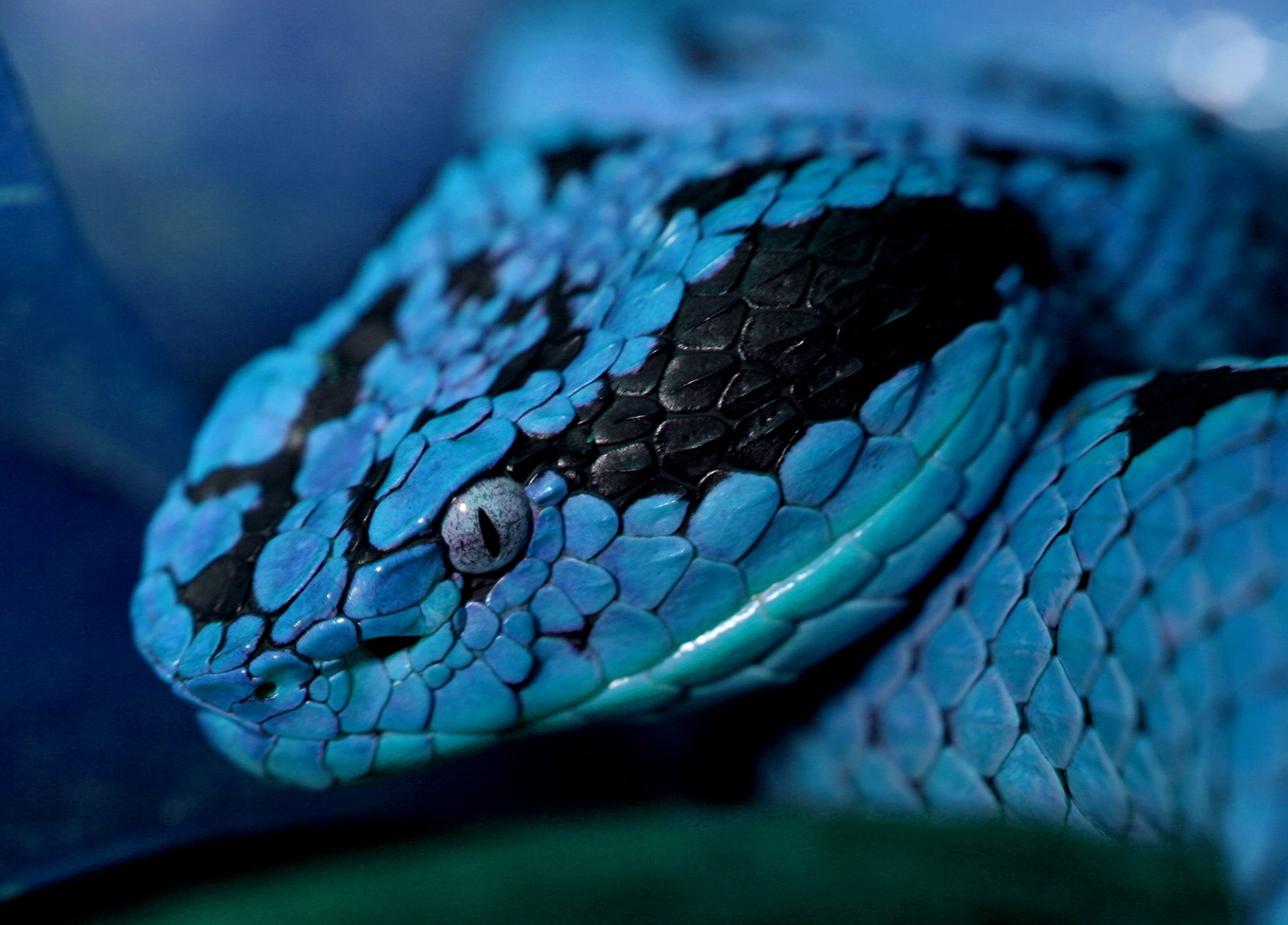 animales, serpientes, reptiles :: Fondos de pantalla