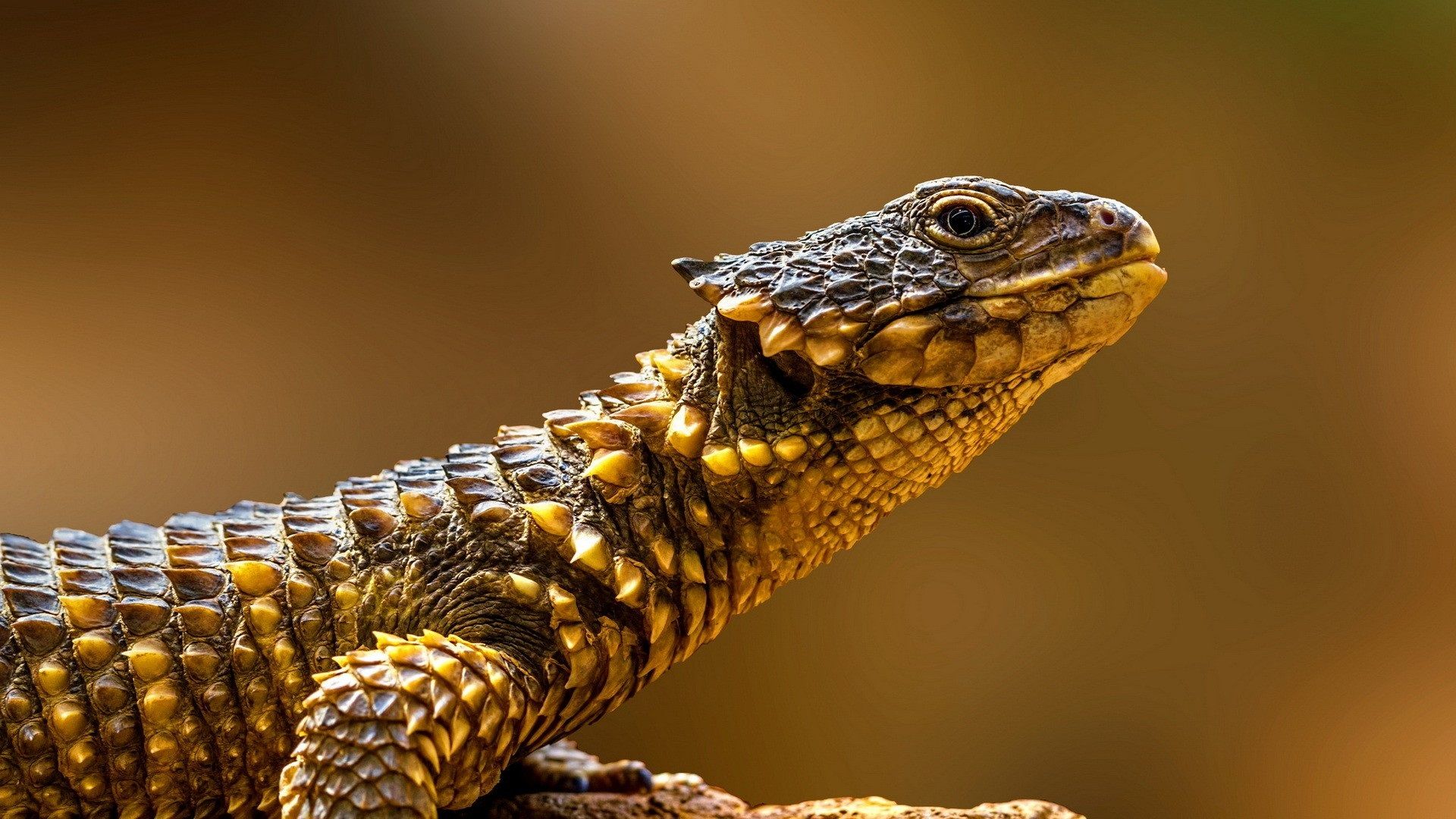 Reptiles de fondo de pantalla, vista lateral de lagarto 1920x1080 Full HD 2K Picture, Image